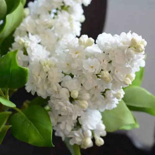  Сирень обыкновенная Память о Колесникове фото 1