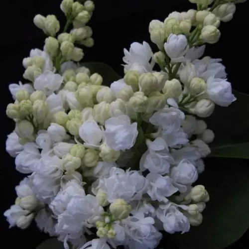  Сирень обыкновенная Память о Колесникове фото 2