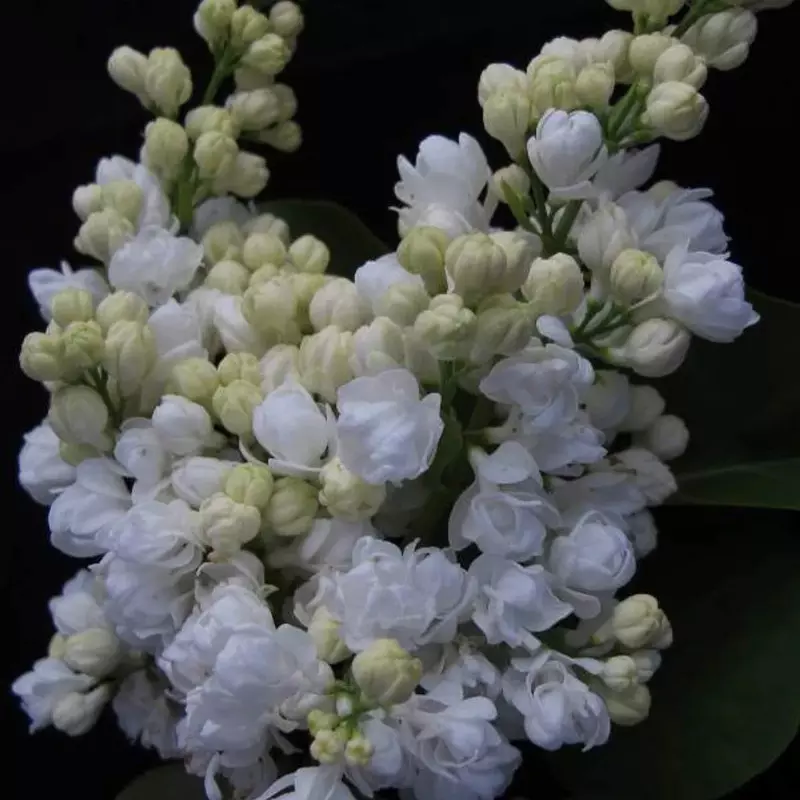 Сирень обыкновенная Память о Колесникове фото 2