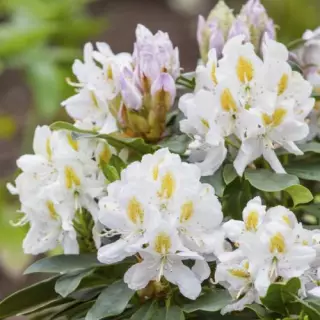 Рододендрон вечнозеленый Мадам Массон