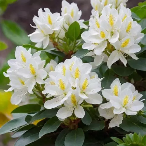  Рододендрон вечнозеленый Мадам Массон фото 2