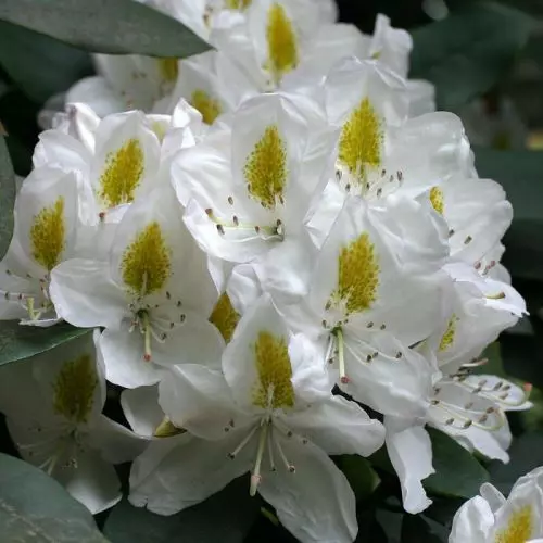Рододендрон вечнозеленый Мадам Массон фото 3