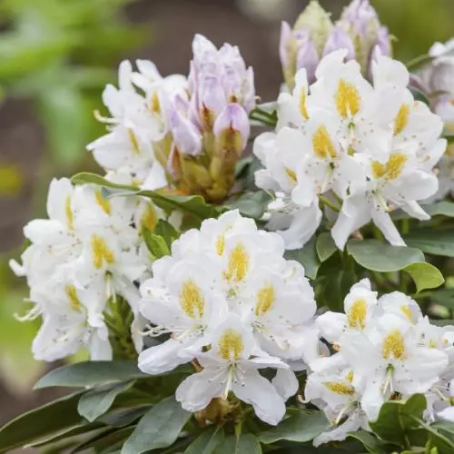  Рододендрон вечнозеленый Мадам Массон фото 1