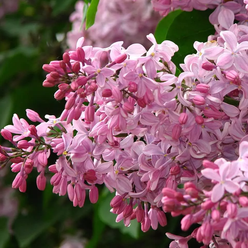 Сирень гиацинтовая Буффон фото 1