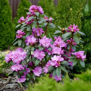 Рододендрон вечнозеленый Пи Джей Эм Элит