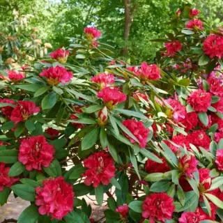 Рододендрон вечнозеленый Марианна Фон Вайцзеккер
