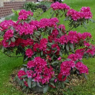 Рододендрон вечнозеленый Нова Зембла