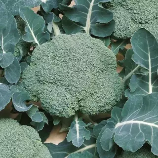 Капуста брокколи Белстар