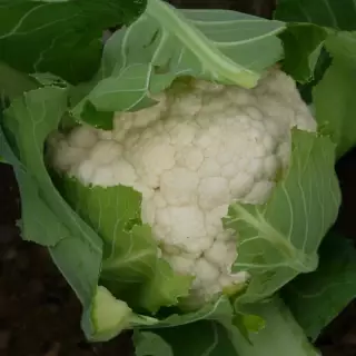 Капуста цветная Фридом