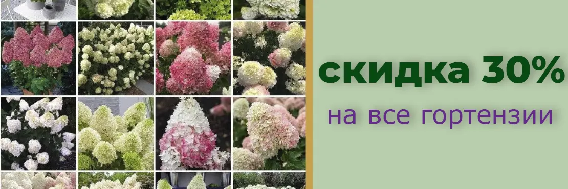 Скидка на гортензии 30%