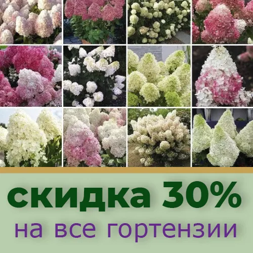 Скидка на гортензии 30%