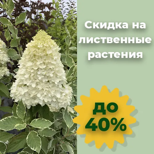 Лиственные 2025